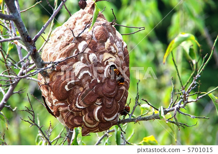 Wasps and nests Nest of cockatars Wasps and nests Nest of cockatars 5701015