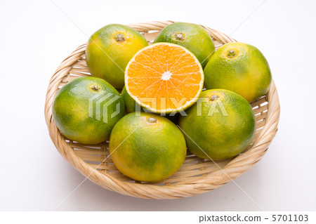 早期的溫州橘子在10月初轉過來 早期的溫州橘子在10月初轉過來 5701103