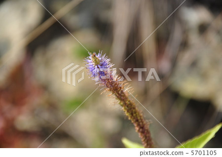 Kugaisou Kugaisou 5701105