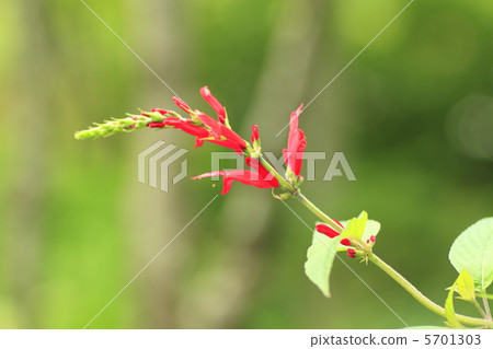 Salvia Cochinaaa 5701303