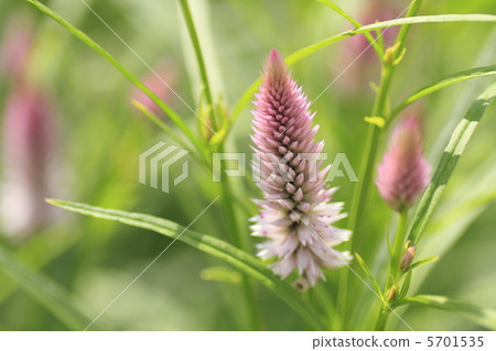 Nogeitou flower Nogeitou flower 5701535