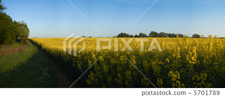 Mustard Field 5701789