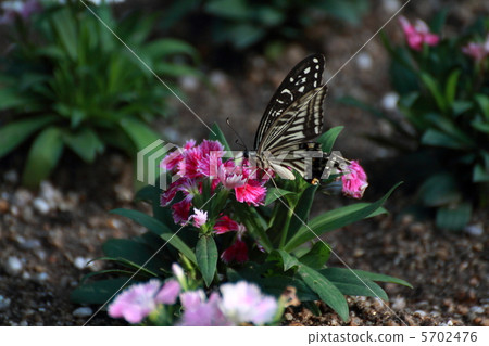 Vision nunsyko and swallowtail butterfly 5702476