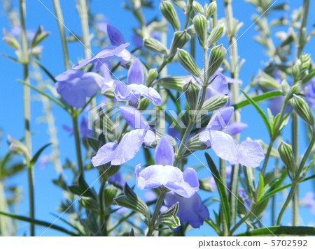 Salvia Azurea 5702592
