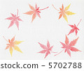 Maple  5702788