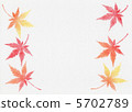 Maple  5702789