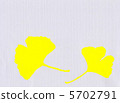 Ginkgo biloba 5702791