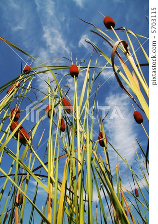 Bulrush_2 5703115