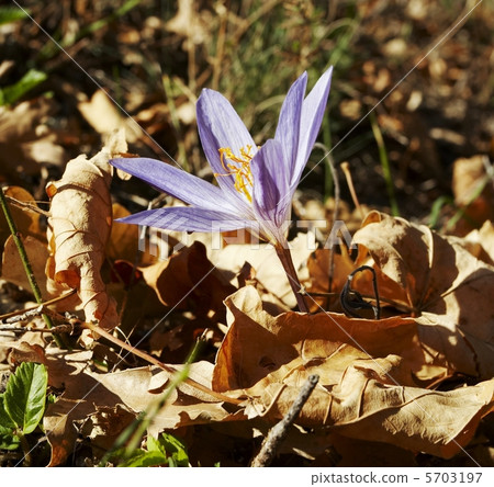 Mountain flower 5703197