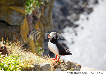 Puffin Puffin 5703232