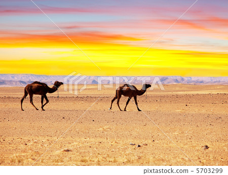 Camel Camel 5703299