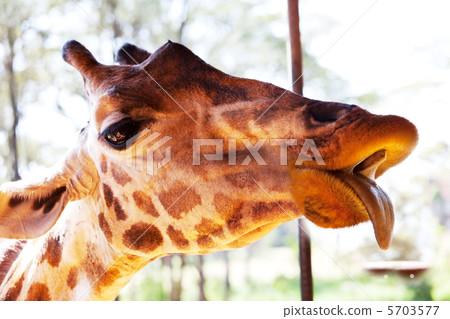 Giraffe 5703577