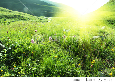 Sunny meadow Sunny meadow 5704072