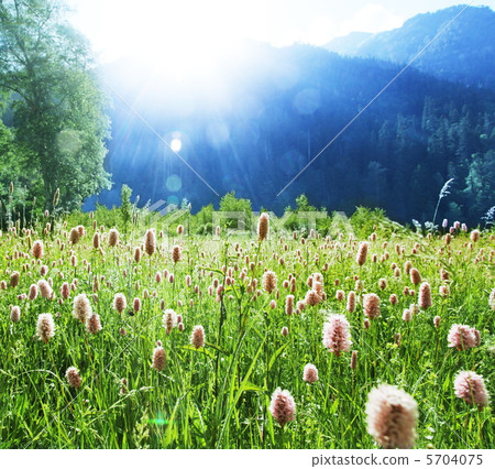Meadow Meadow 5704075