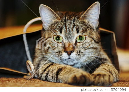 Cat 5704094