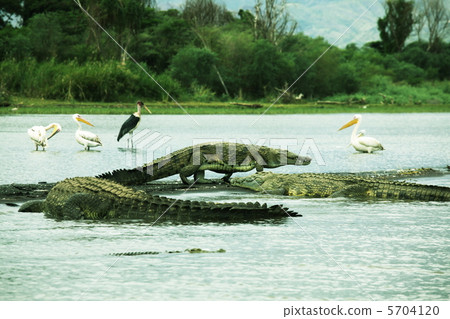 Crocodiles 5704120