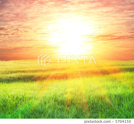 Field on sunset 5704150