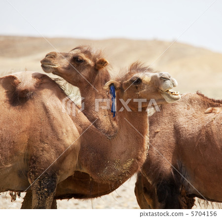 Camel 5704156