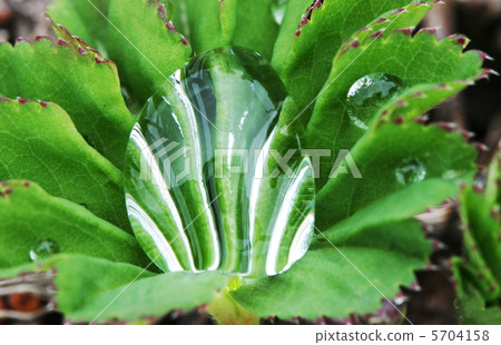 Dew drop Dew drop 5704158
