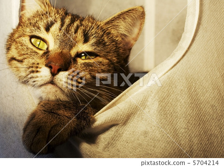 Cat Cat 5704214
