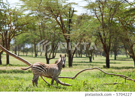 Zebra Zebra 5704227