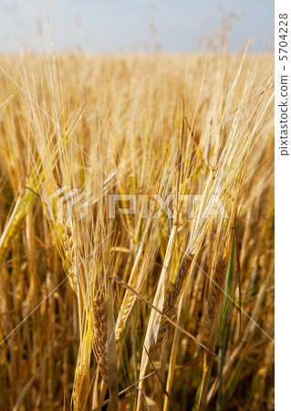 Wheat 5704228