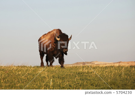 Buffalo Buffalo 5704230