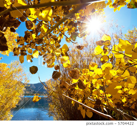 Autumn leaves Autumn leaves 5704422
