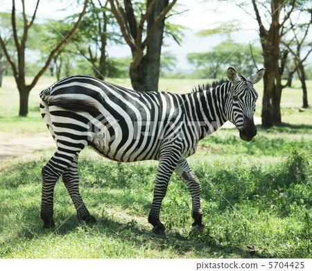 Zebra 5704425