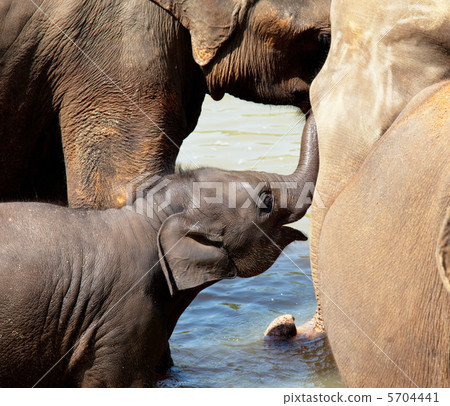 Elephants on Sri Lanka 5704441