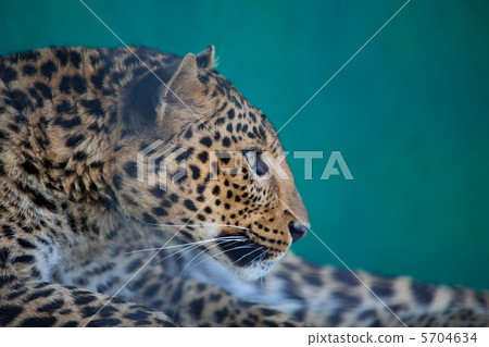 Leopard Leopard 5704634