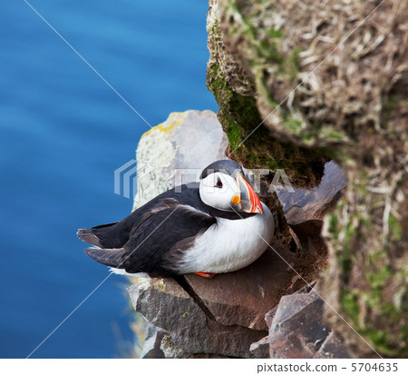 Puffin Puffin 5704635