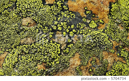 Moss on stone 5704734