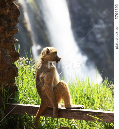 Monkey Monkey 5704893