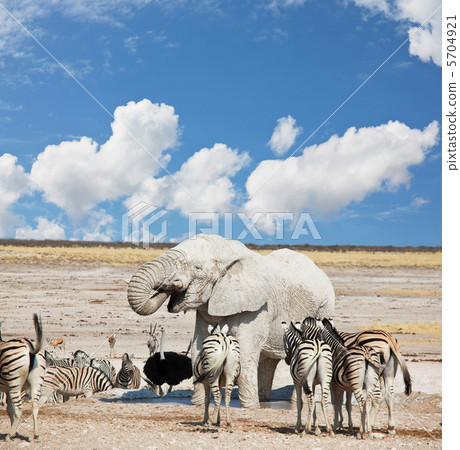 Elephant Elephant 5704921