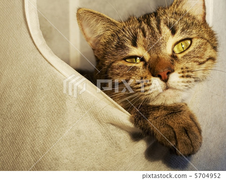 Cat Cat 5704952