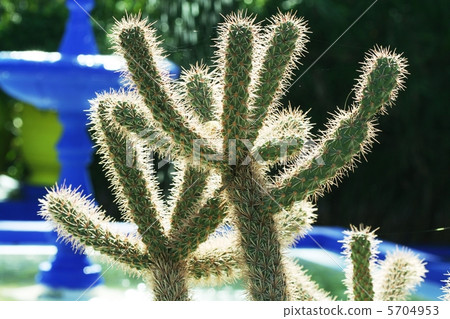 Cactus in garden 5704953