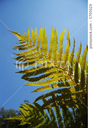 Fern about blue Fern about blue 5705029