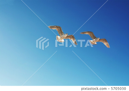 Gulls Gulls 5705030