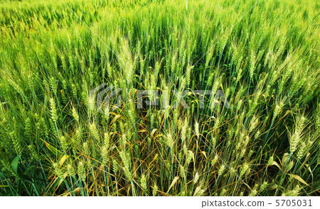 Green wheat Green wheat 5705031