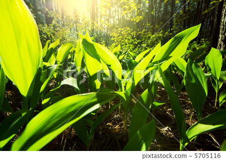 Sunny forest 5705116