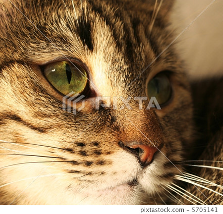 Cat 5705141