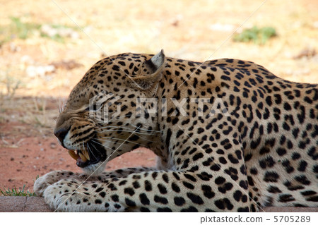 Leopard Leopard 5705289