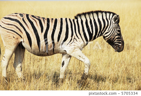 Zebra close up Zebra close up 5705334
