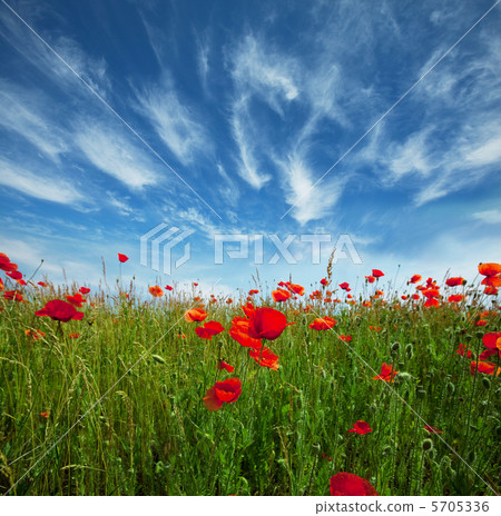 Poppy 5705336