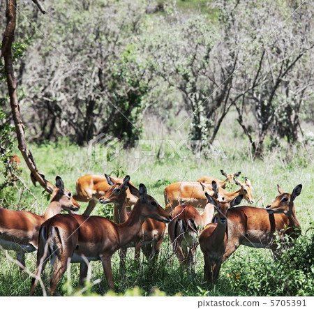 Antelope Antelope 5705391