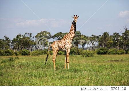Girafe in grass Girafe in grass 5705418