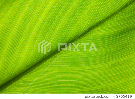 Leaves Leaves 5705419