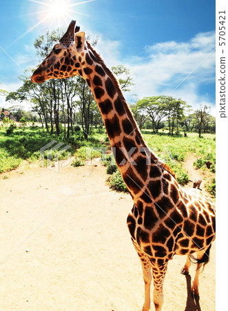 Girafe Girafe 5705421