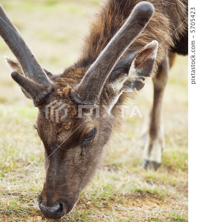 Deer Deer 5705423